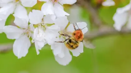 Bumblebee on white blossoms