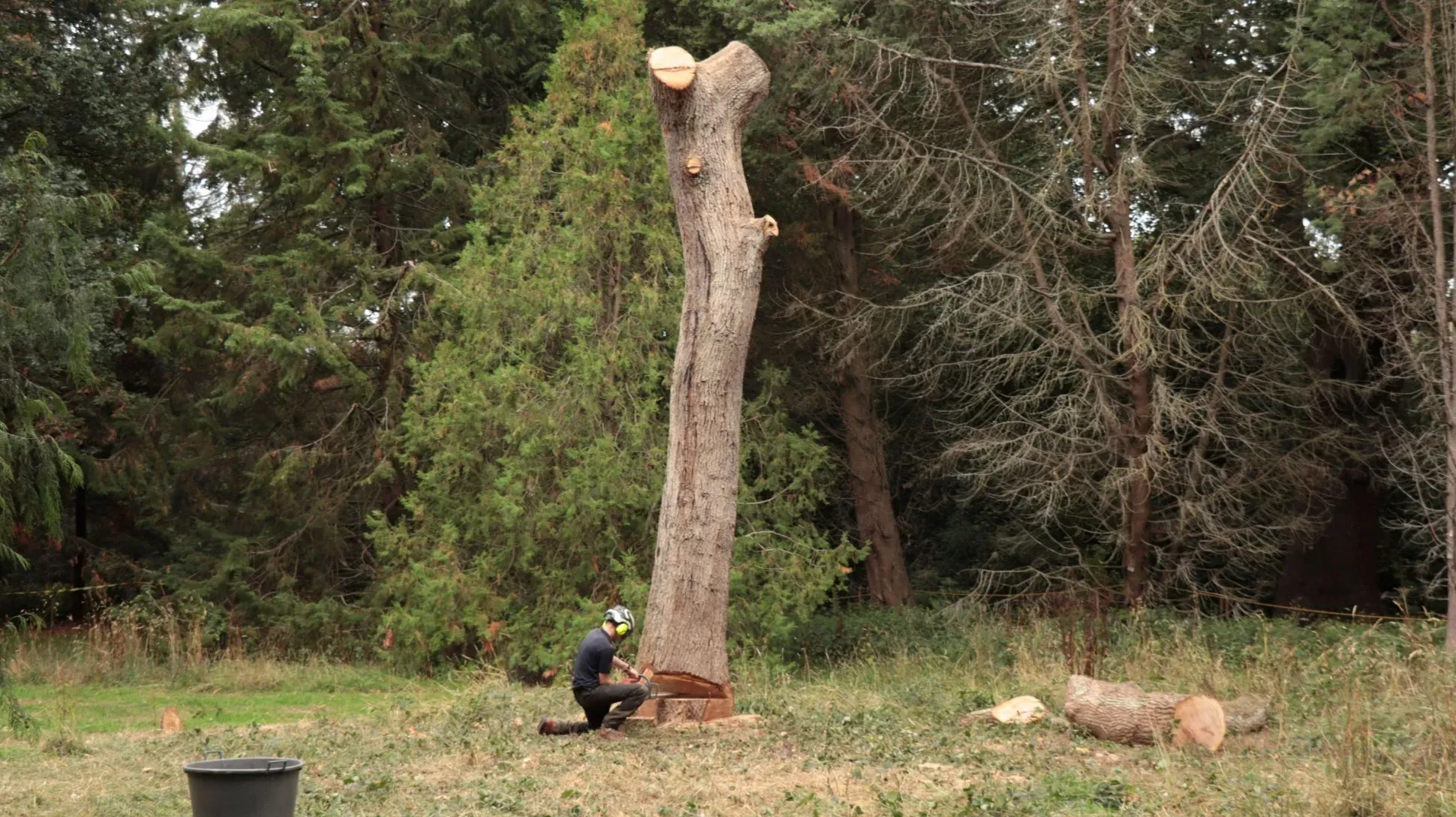 Tree trunk being felled in the Kew Gardens arboretum with trees in the background
