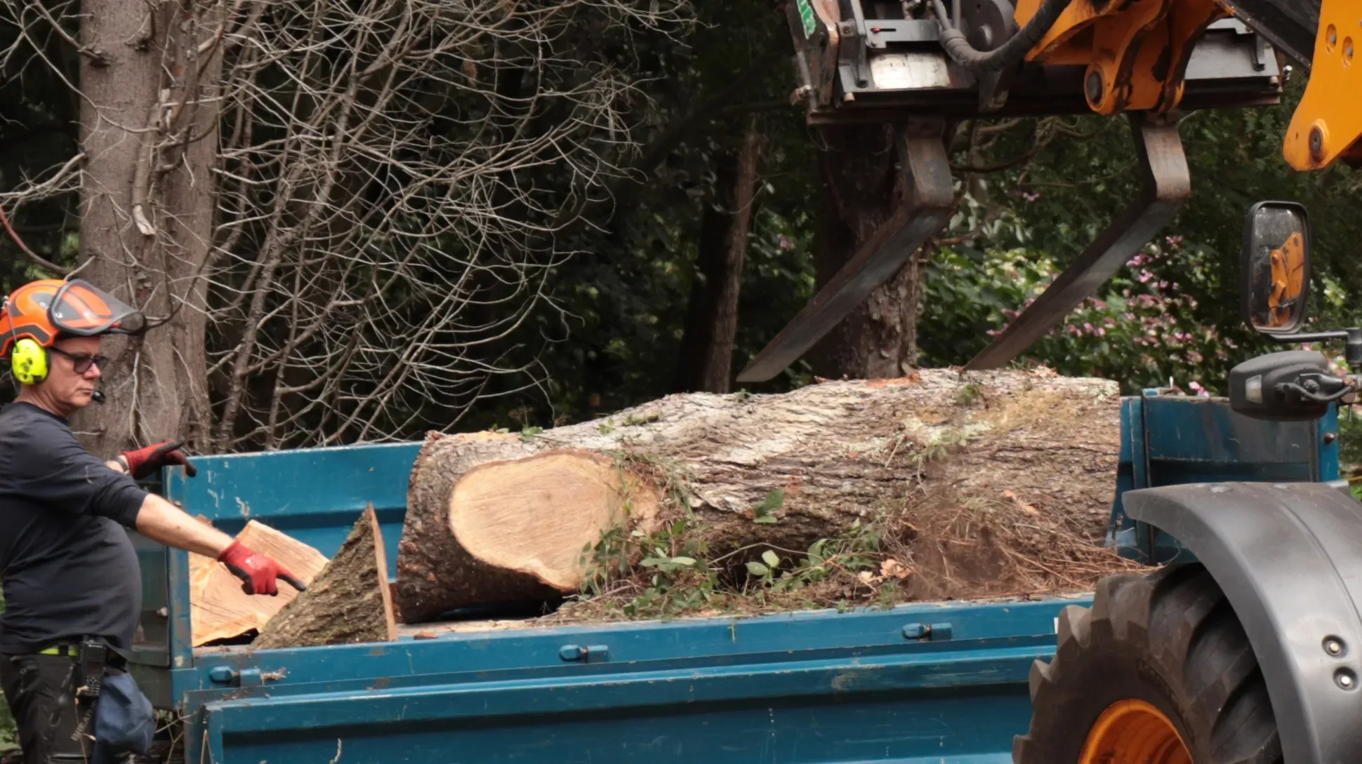 Three people felling a tree and loading logs with machinery in the Kew Gardens arboretum