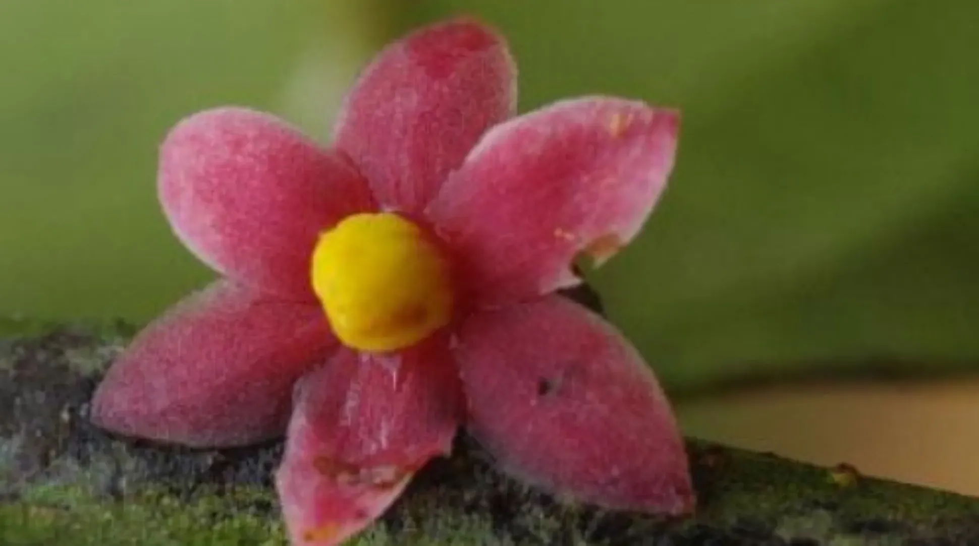 The flower of Sirdavidia solannona with six pink petals and a yellow centre
