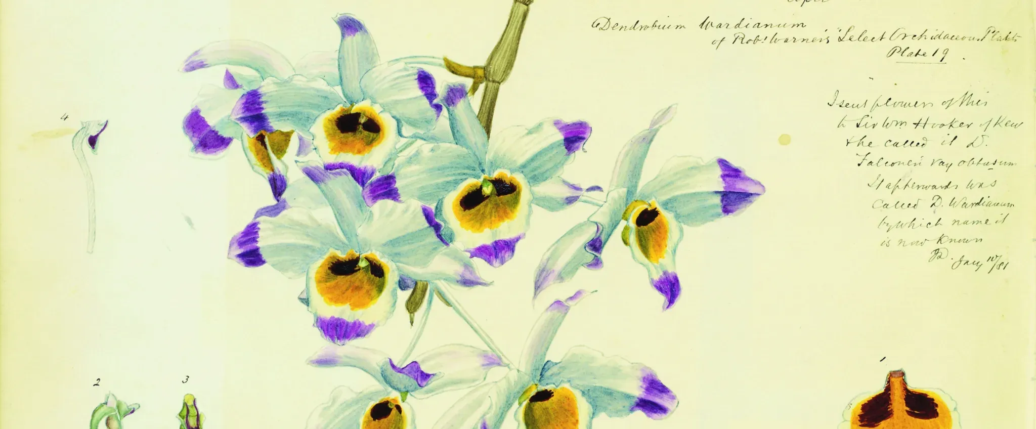 A botanical illustration in a sketchbook