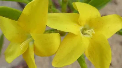 Two bright yellow flowers of Skytanthus acutus Meyen. 