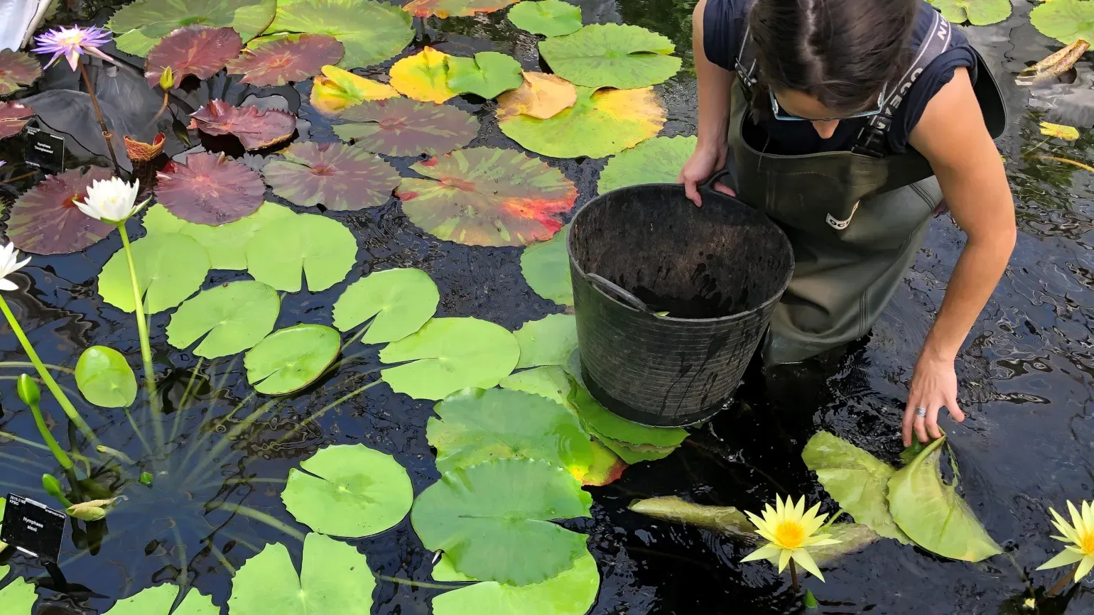 Kew horticulturalist working in Kew’s Waterlily House pond 