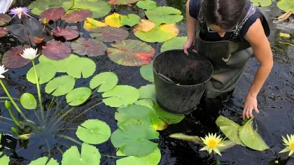 Kew horticulturalist working in Kew’s Waterlily House pond 