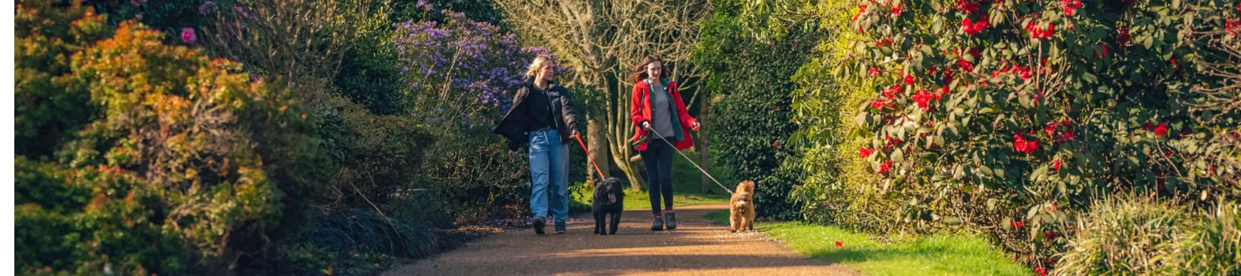 Two women walking dogs, past colourful rhododendrons