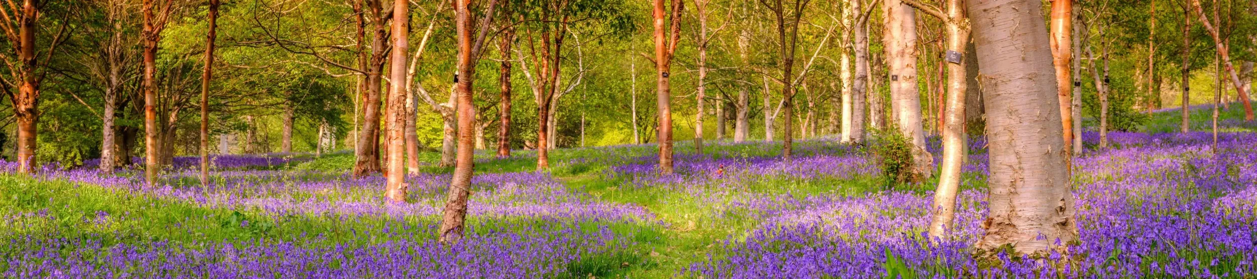 A woodland in springtime with a carpet of purple bluebell flowers