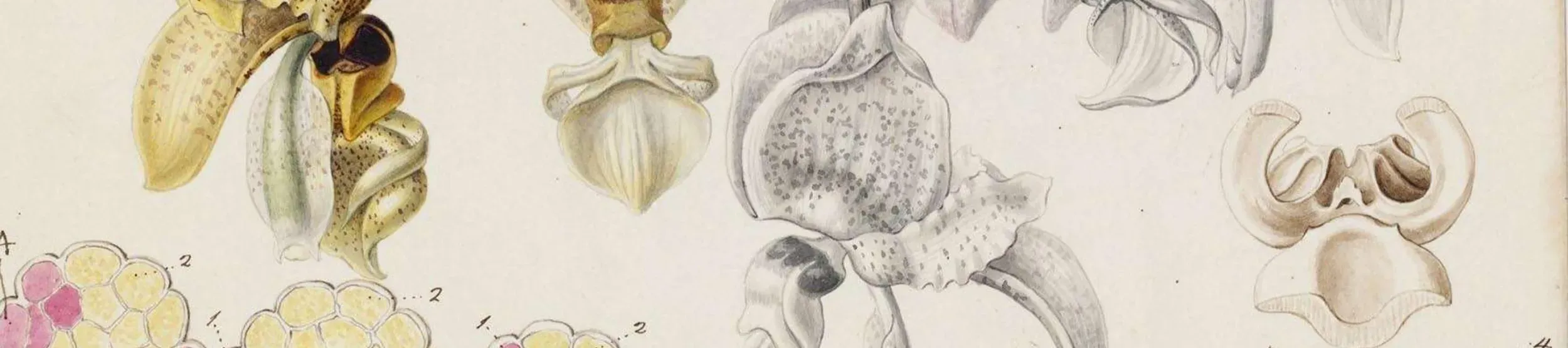 Illustration of orchid plant and flowers by Sarah Ann Drake