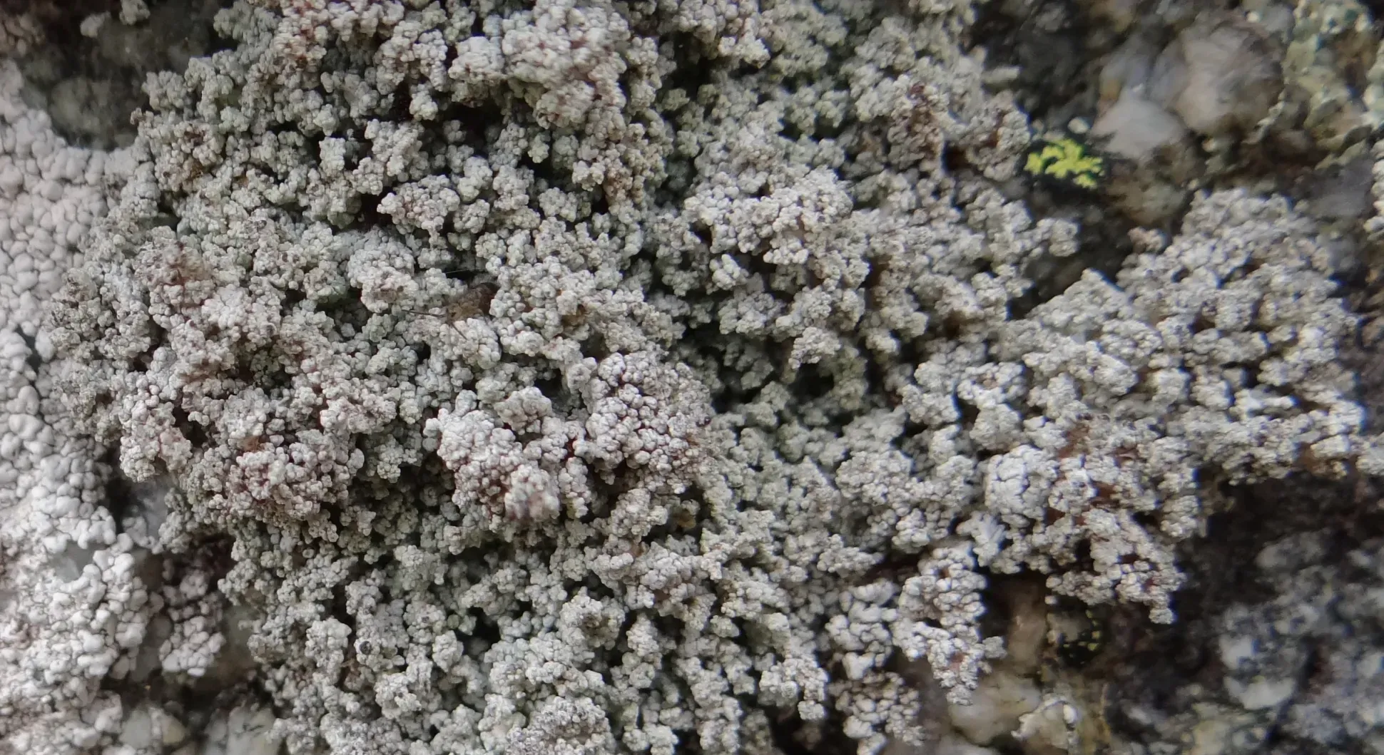A white grey lichen with small leaf-like structures