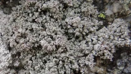 A white grey lichen with small leaf-like structures