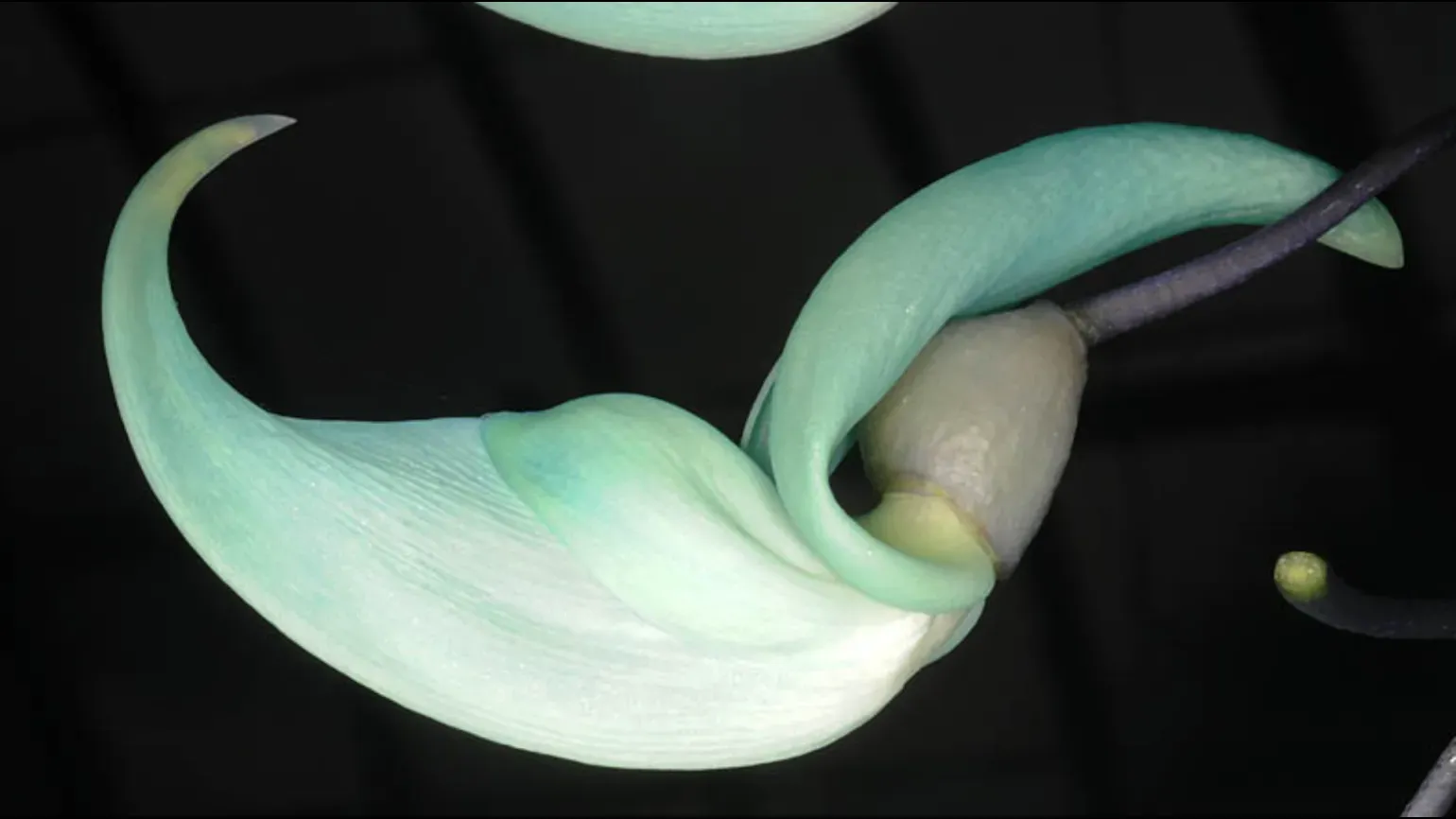 Large curved pale blue green flowers