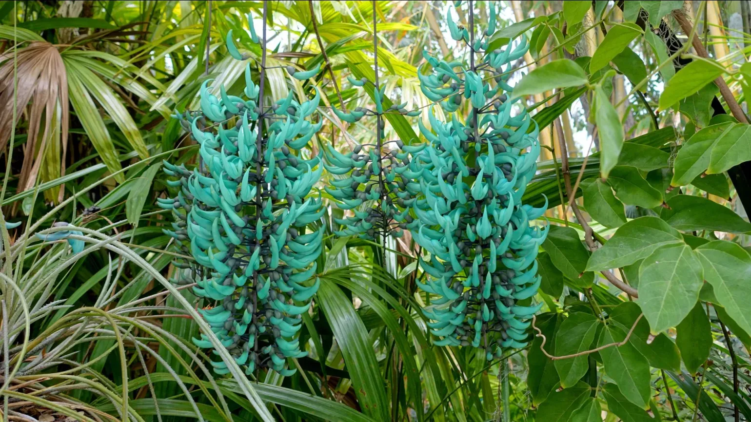 Two long hanging spikes of bright blue flowers in front of green leaves