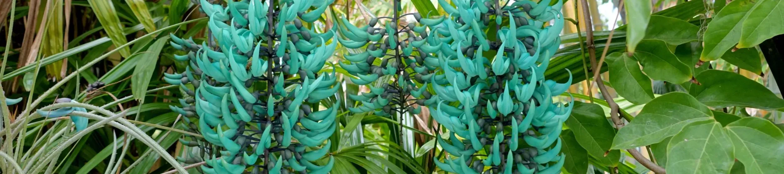 Two long hanging spikes of bright blue flowers in front of green leaves