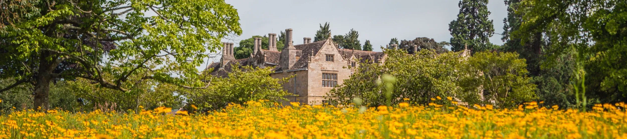 Wakehurst Mansion surrounded by a field of yellow flowers in summer