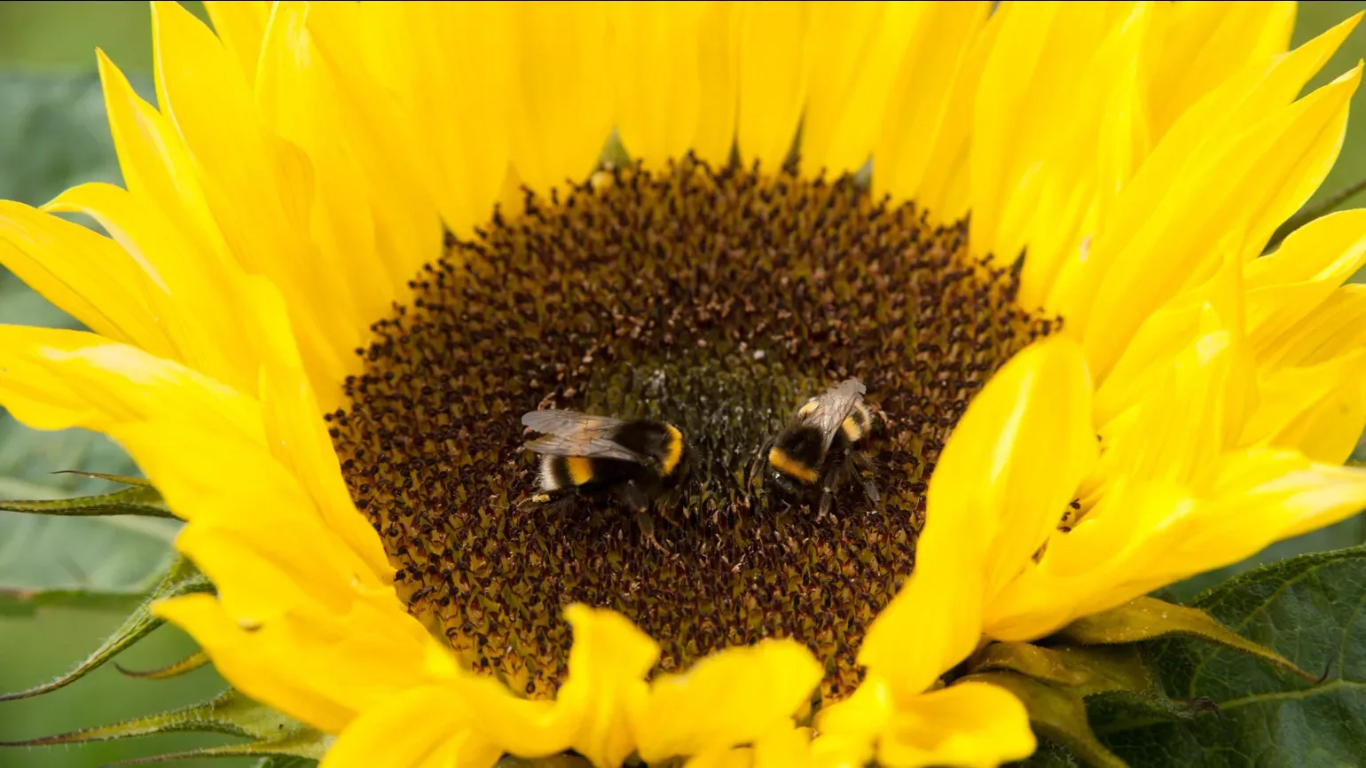 A close up on a sunflower with yellow petals and a brown centre, with two bumble bees