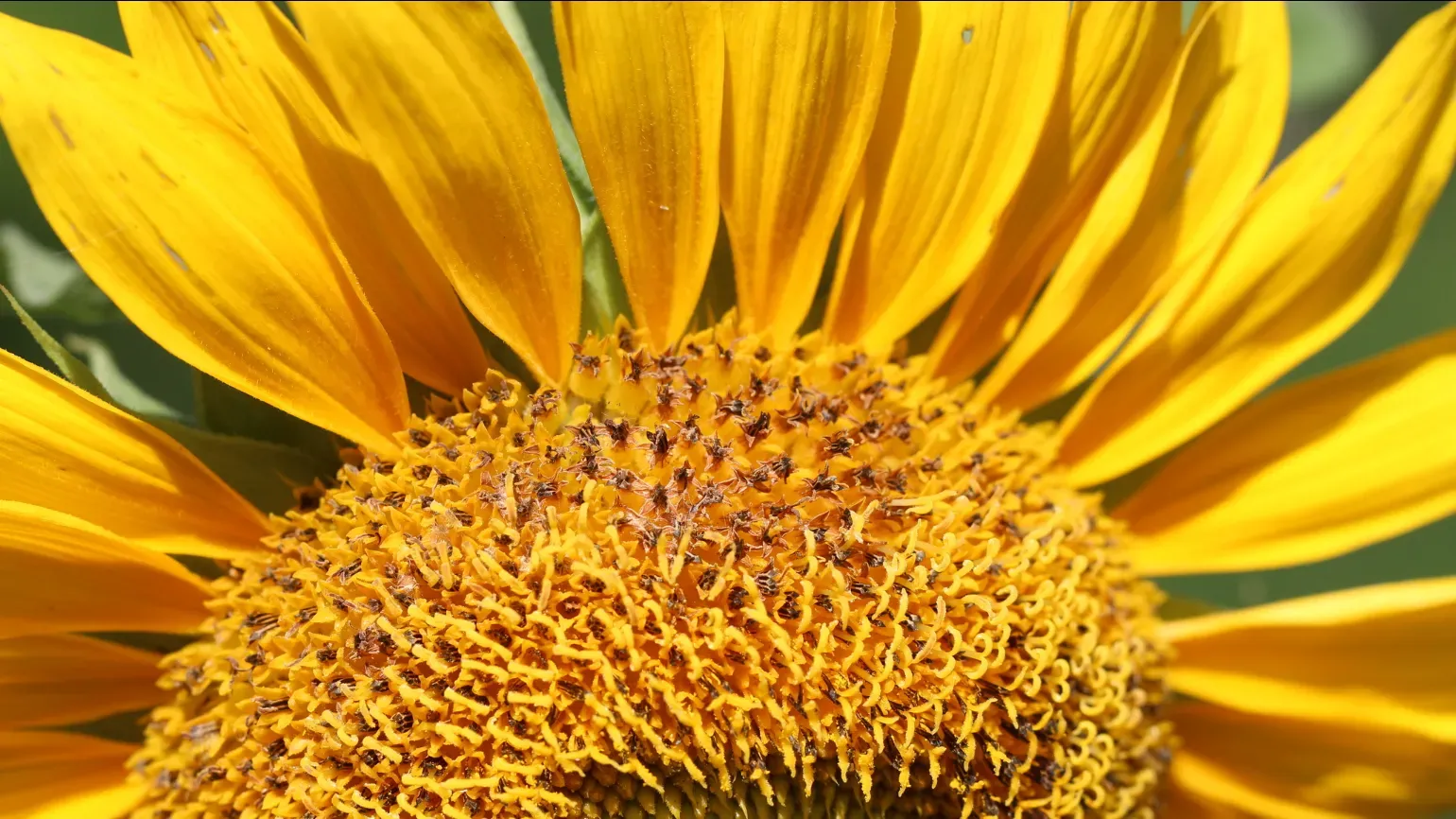 A close up image of a sunflower showing the large yellow petals and smaller darker inner florets