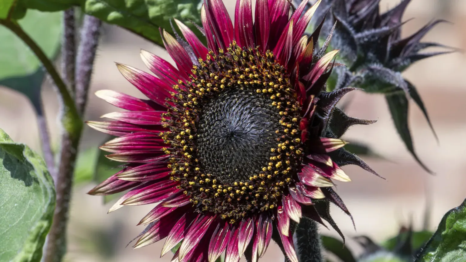 A sunflower with red purple petals