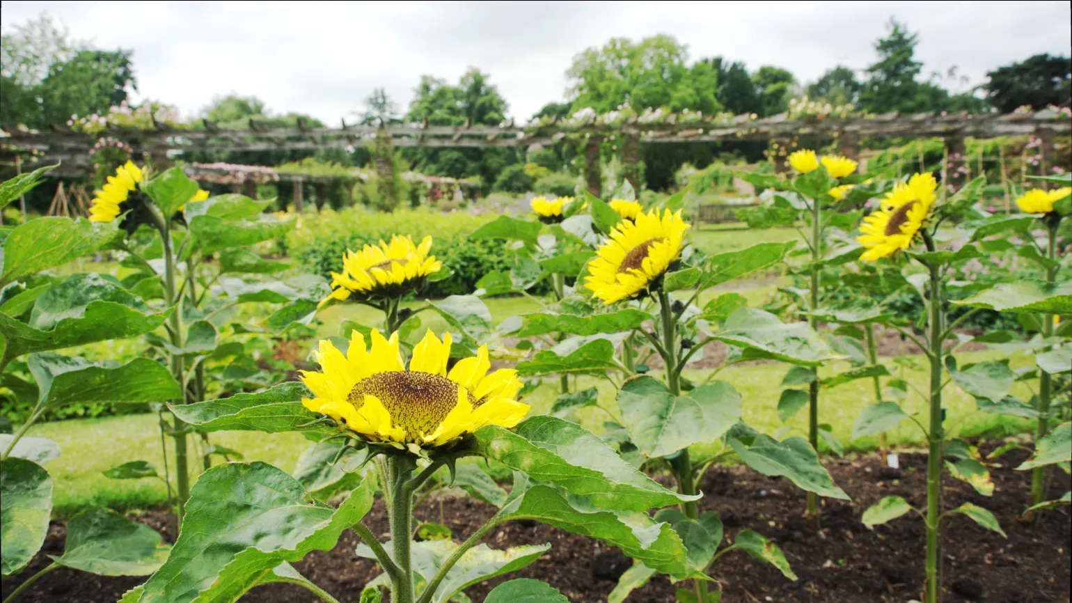 A group of yellow sunflowers with green stems and leaves