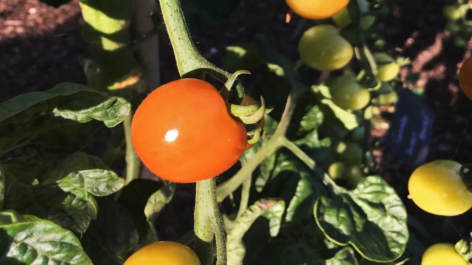 A red tomato growing on a green vine, with smaller yellow tomatoes in the background