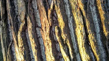 The bark of a Sweet chestnut