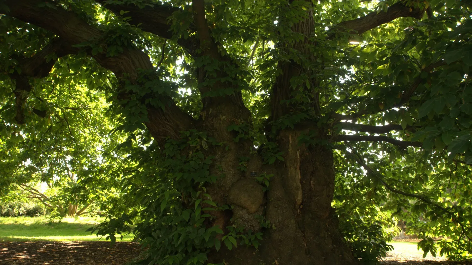 The base of a large sweet chestnut (Castanea sativa) at Kew Gardens with broad trunk and branches covered in green leaves