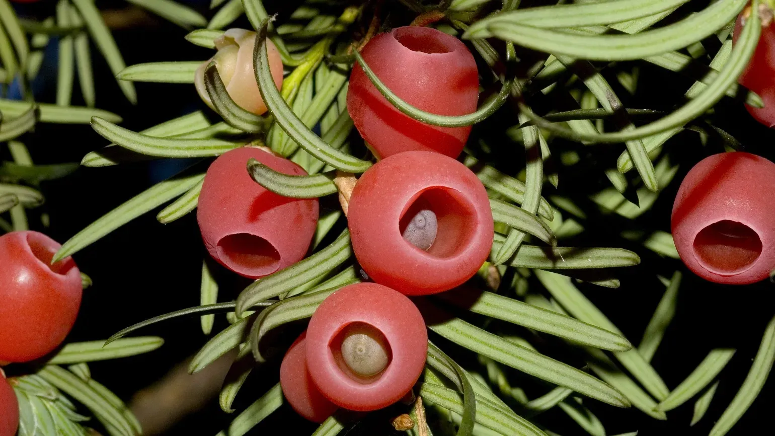 Red, fleshy berries