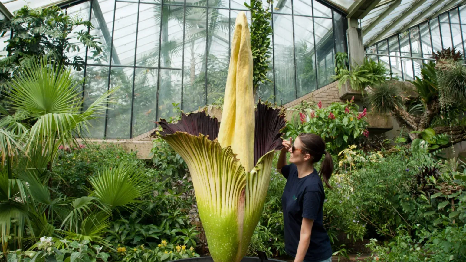A staff member looking at Titan arum in the Princess of Wales Conservatory 