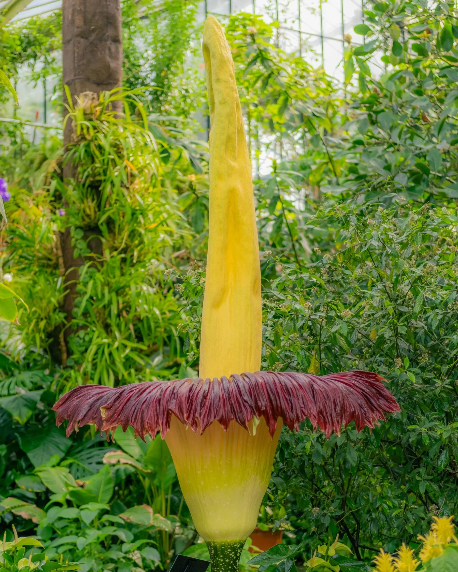 A flowering corpse flower (Amorphophallus titanum)