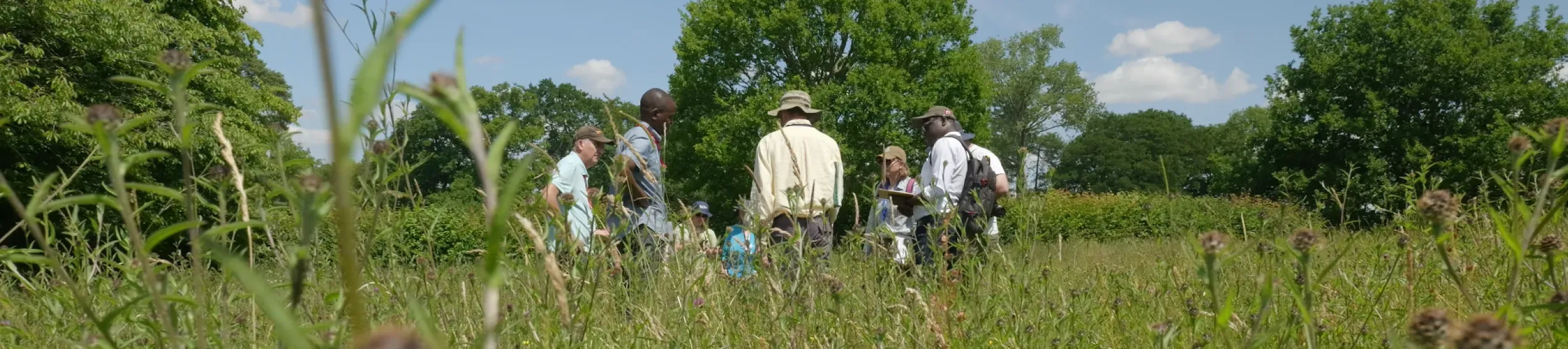 Researchers and trainees study seeds in a dense Kew meadow