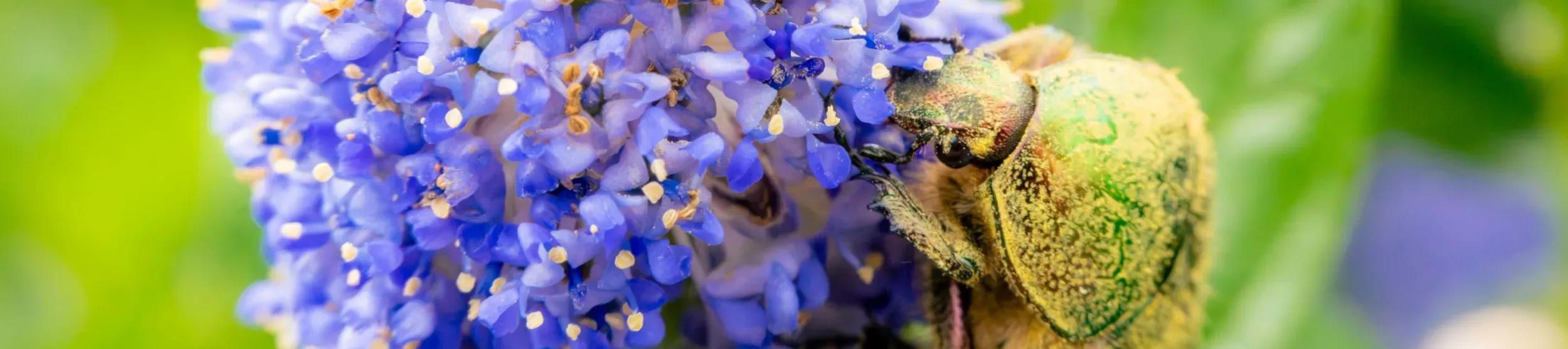 Beetle Collecting Pollen 2026 Banner 