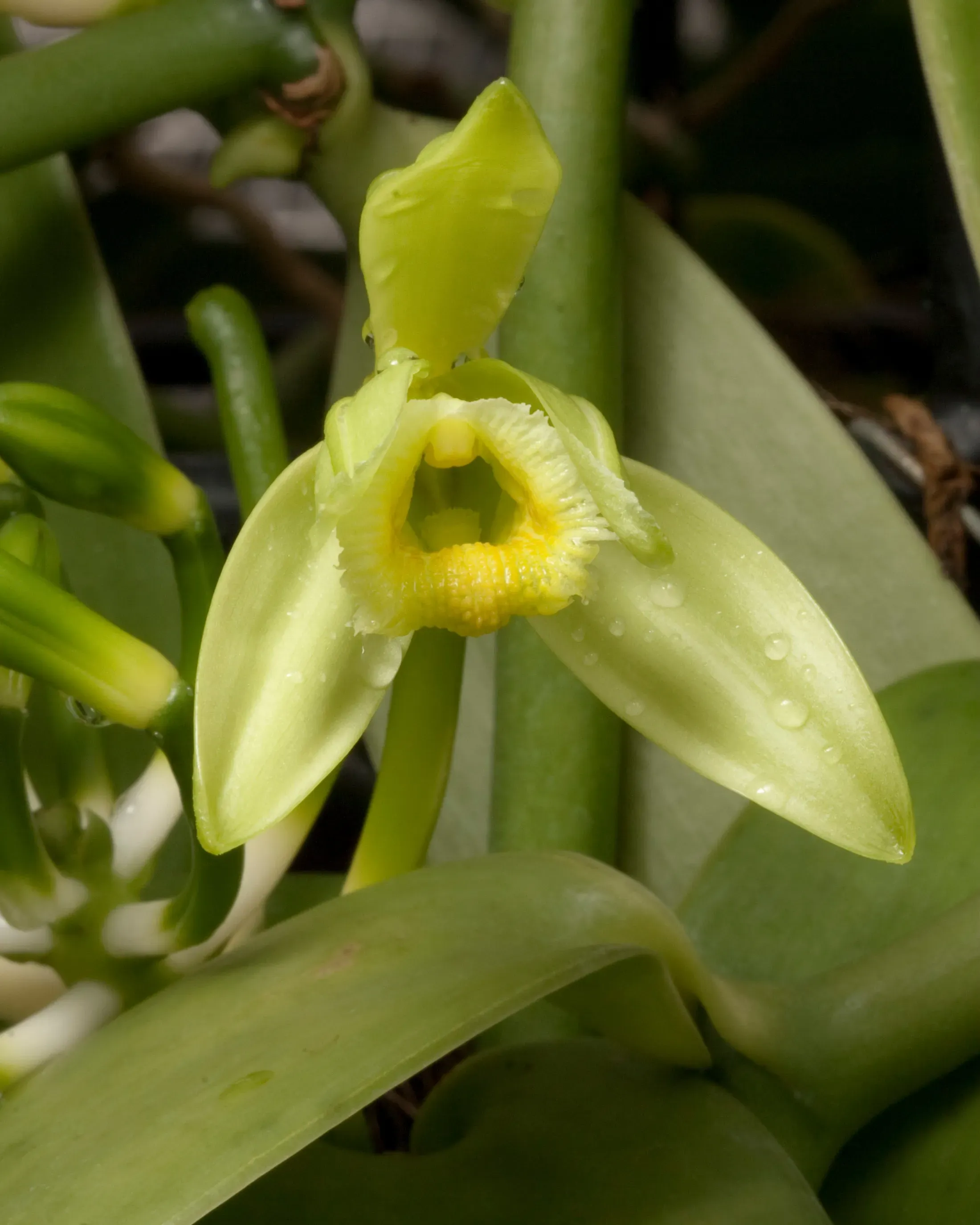 Close-up image of a vanilla orchid flower