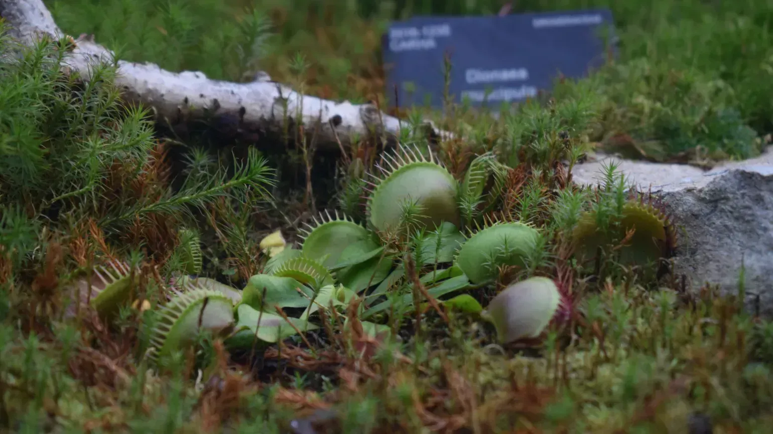 A Venus flytrap, Dionaea muscipula, growing at Kew Gardens