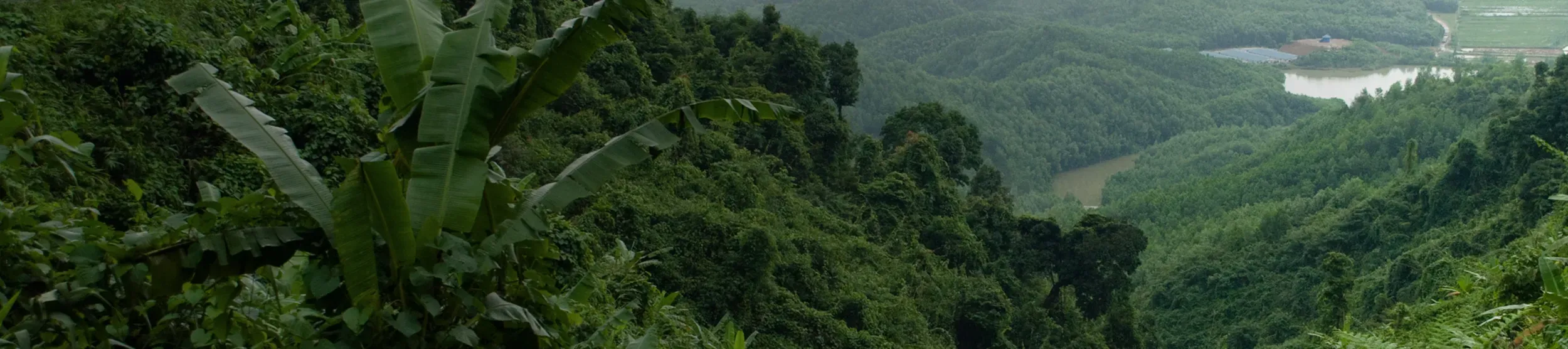 A forest in Vietnam
