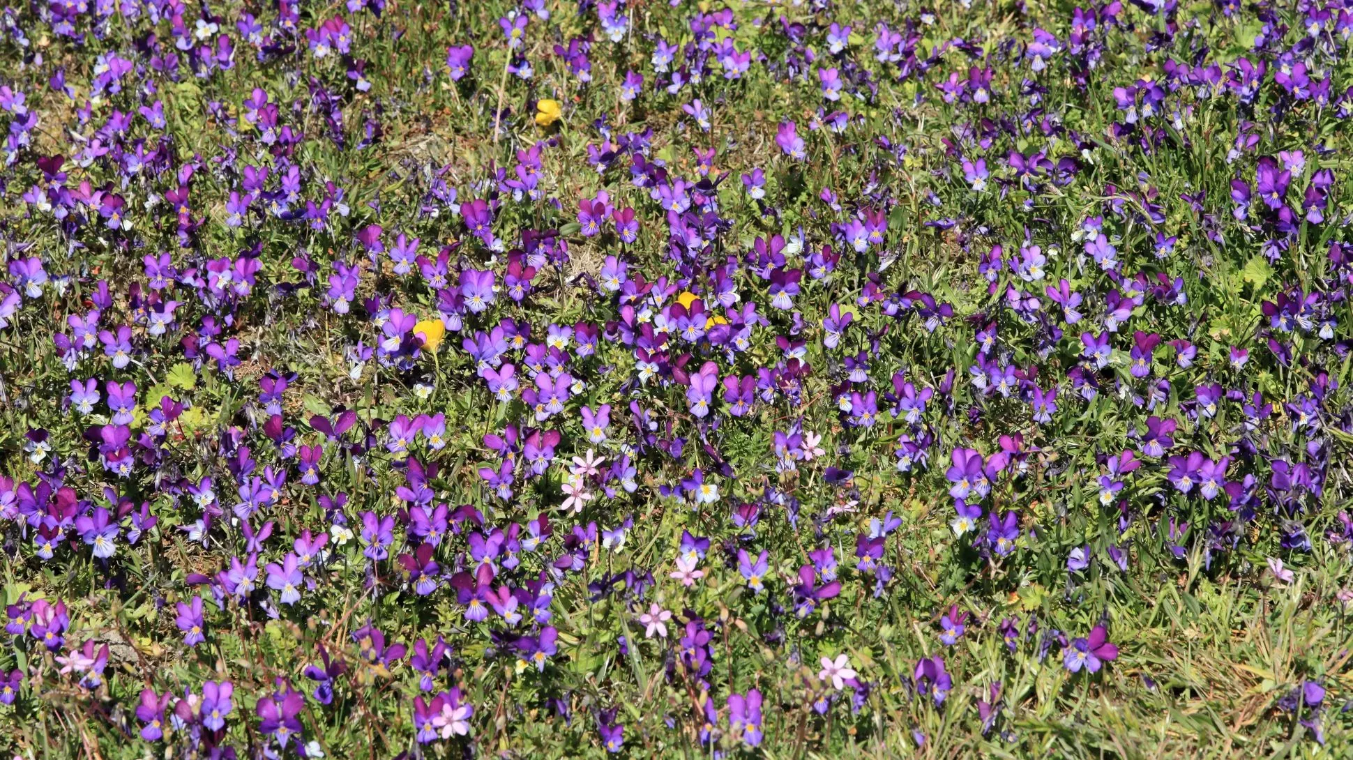 A large number of purple wild pansies growing in a grass field