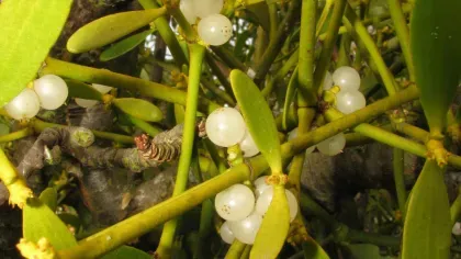 White mistletoe berries growing among pale green leaved and stems