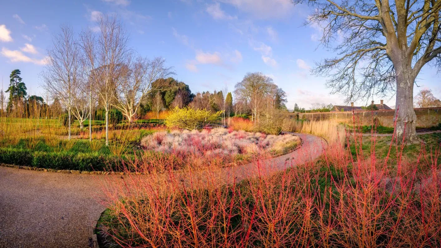 Red dogwood stalks in the foreground, and a collection of colourful plants and trees make up the background of the Winter Garden