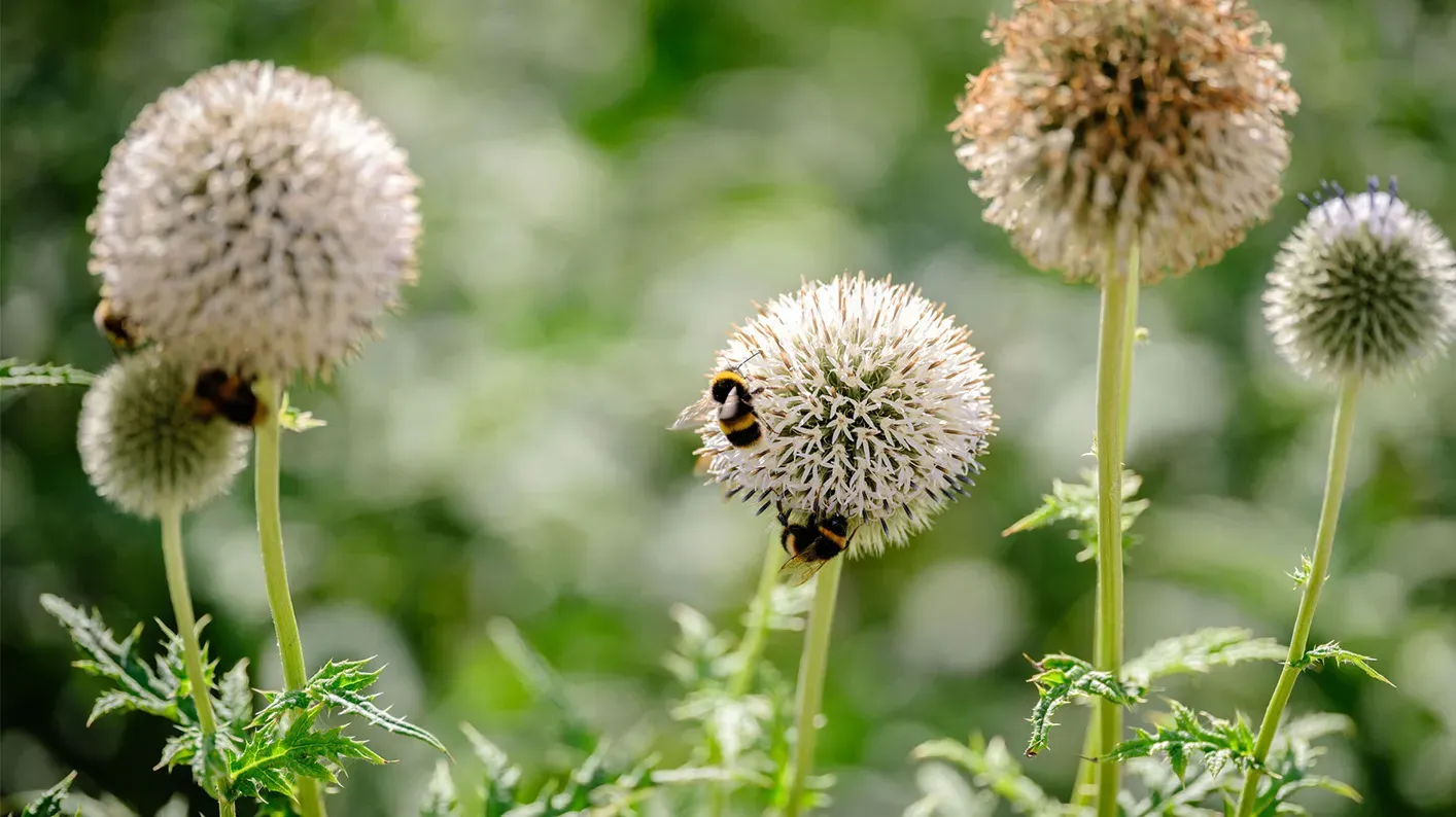 Bumblebees on an Allium plant