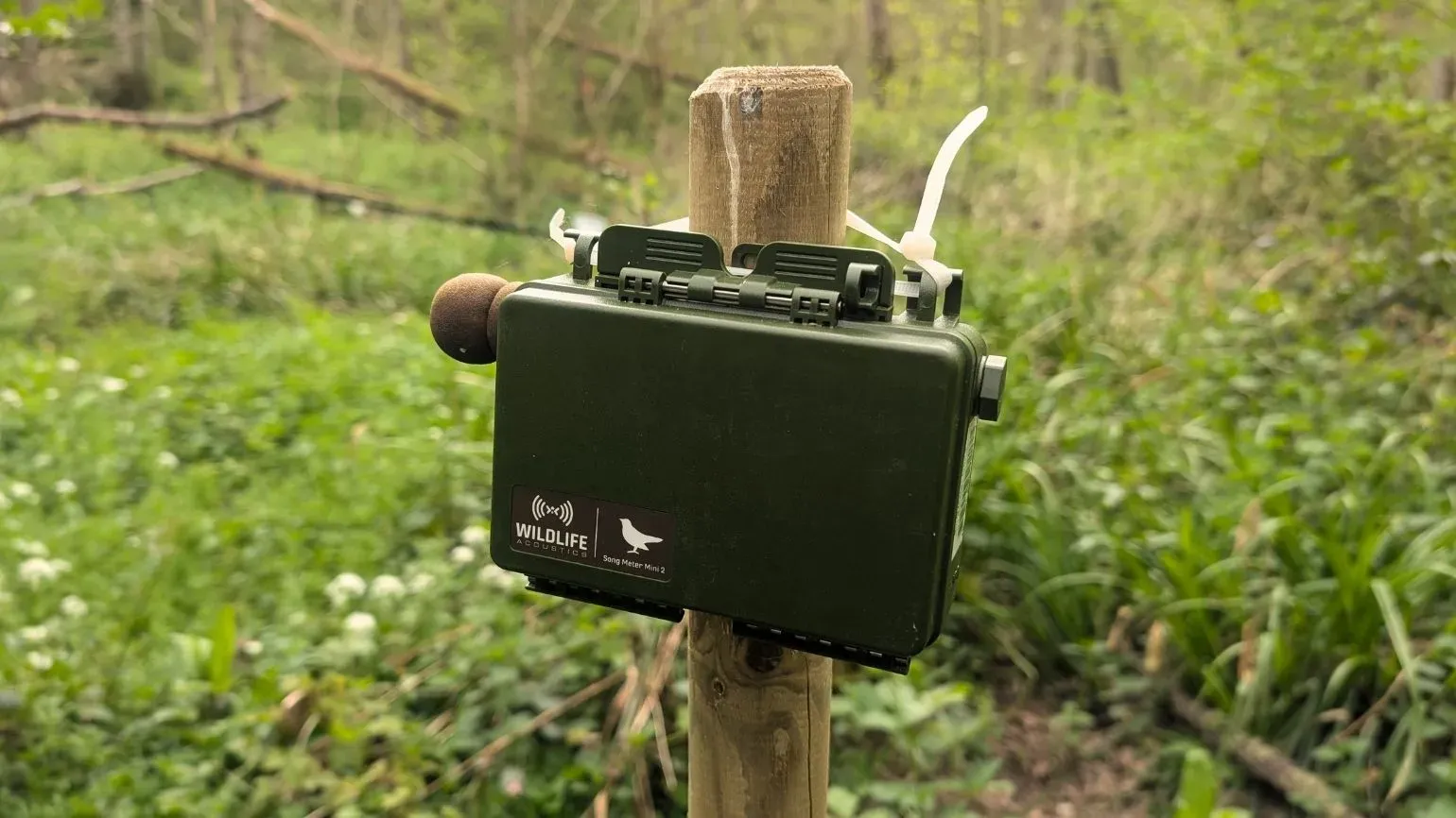 A bioacoustics monitor in a woodland