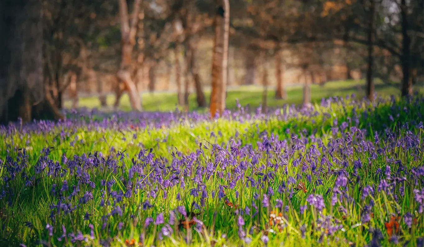 A woodland with bluebells along the floor. 