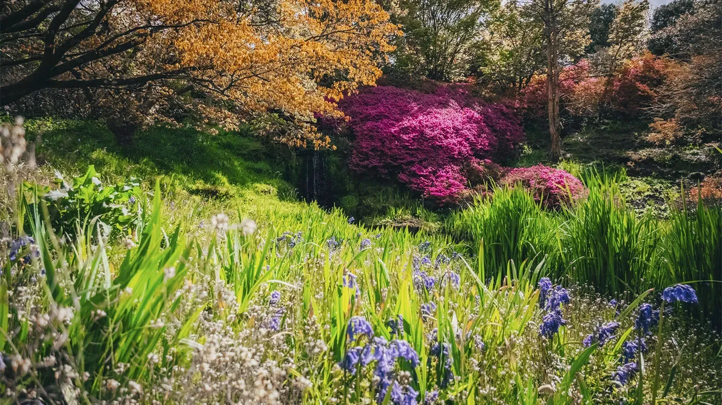 A grassy patch, covered in irises, with a pink azalea bush in the background.