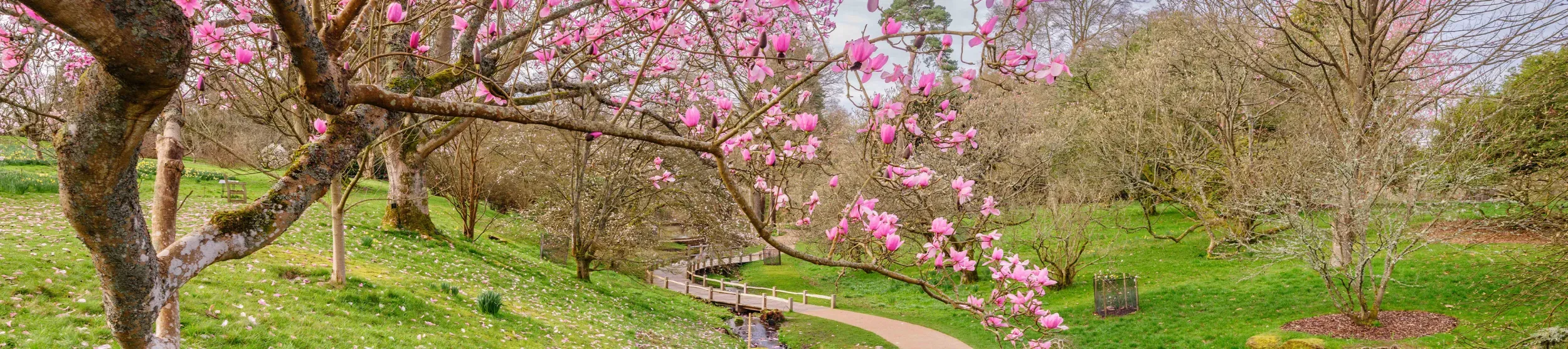 A magnolia tree over a winding boardwalk