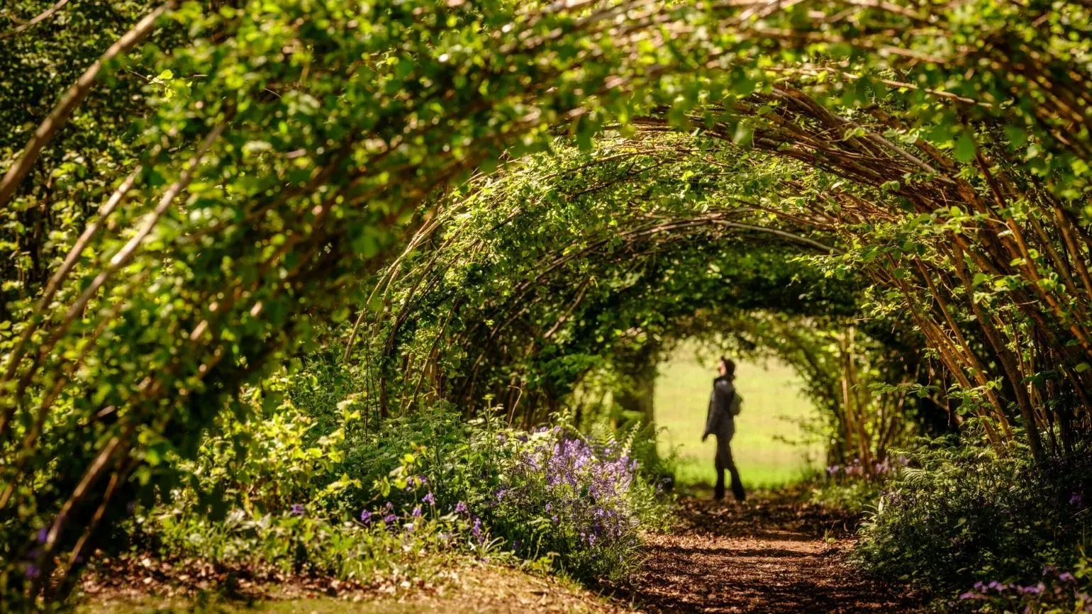 A visitor walks through a woodland