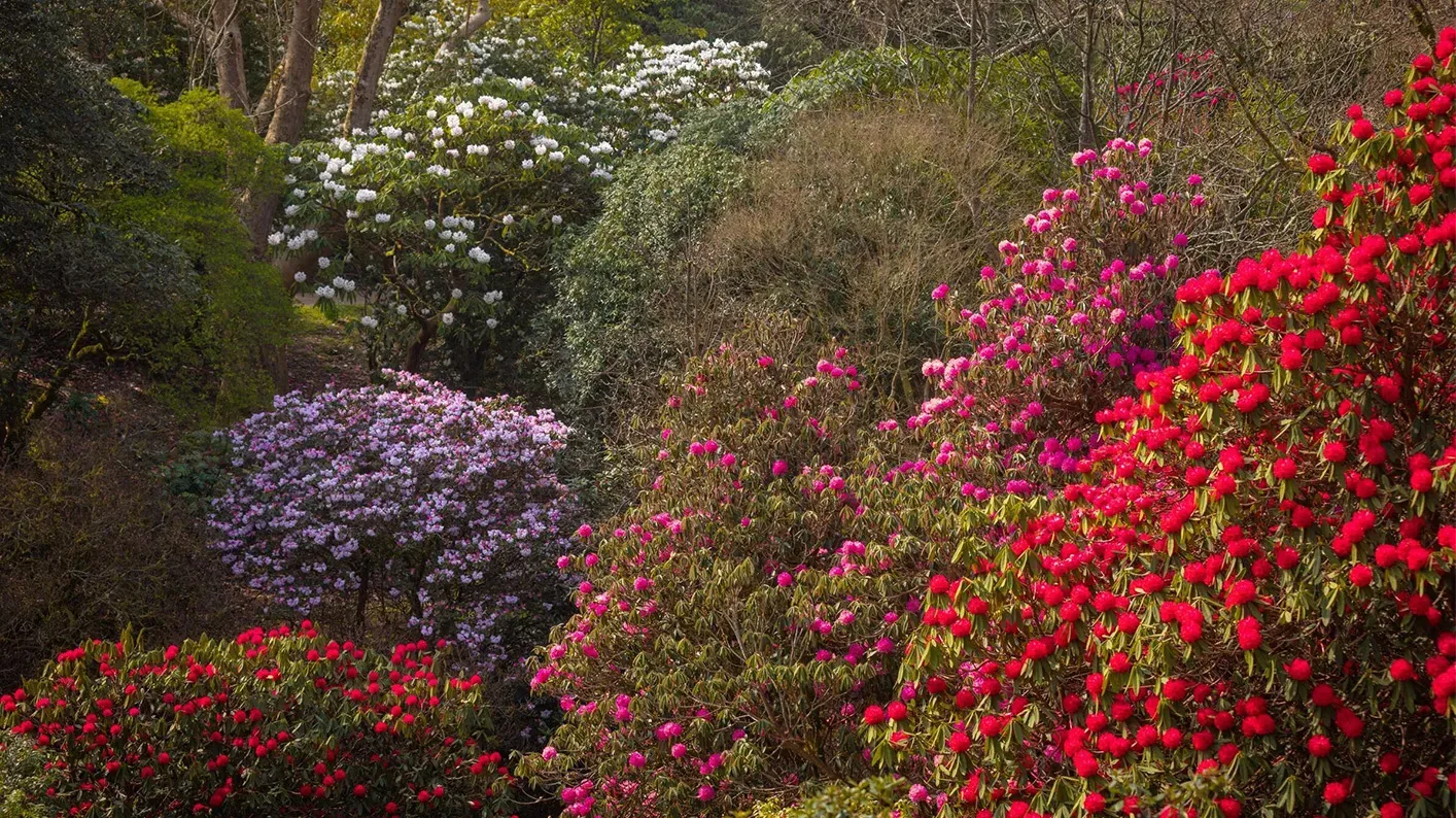 A collection of rhododendron shrubs, with different coloured flowers.