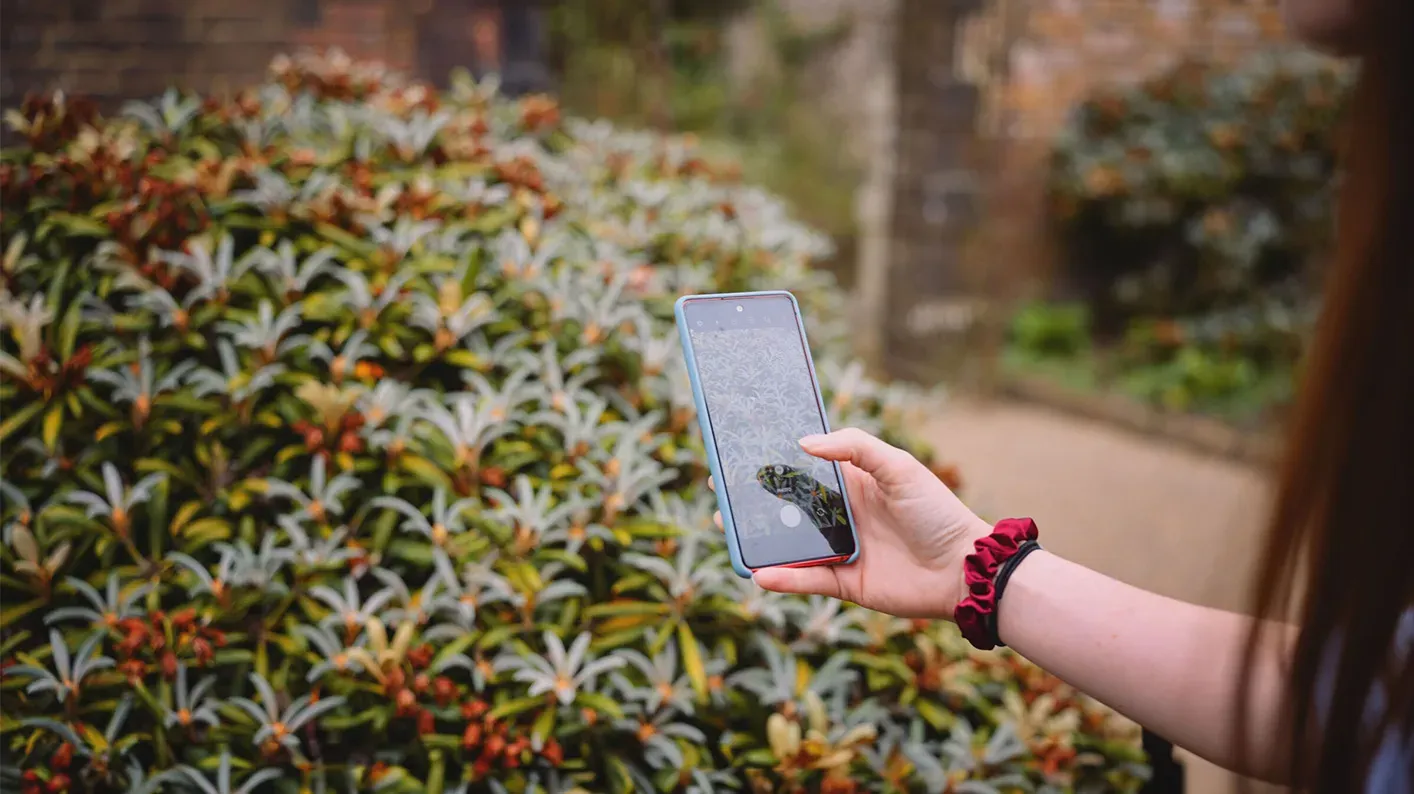 A person takes a photo of a green shrub with their phone