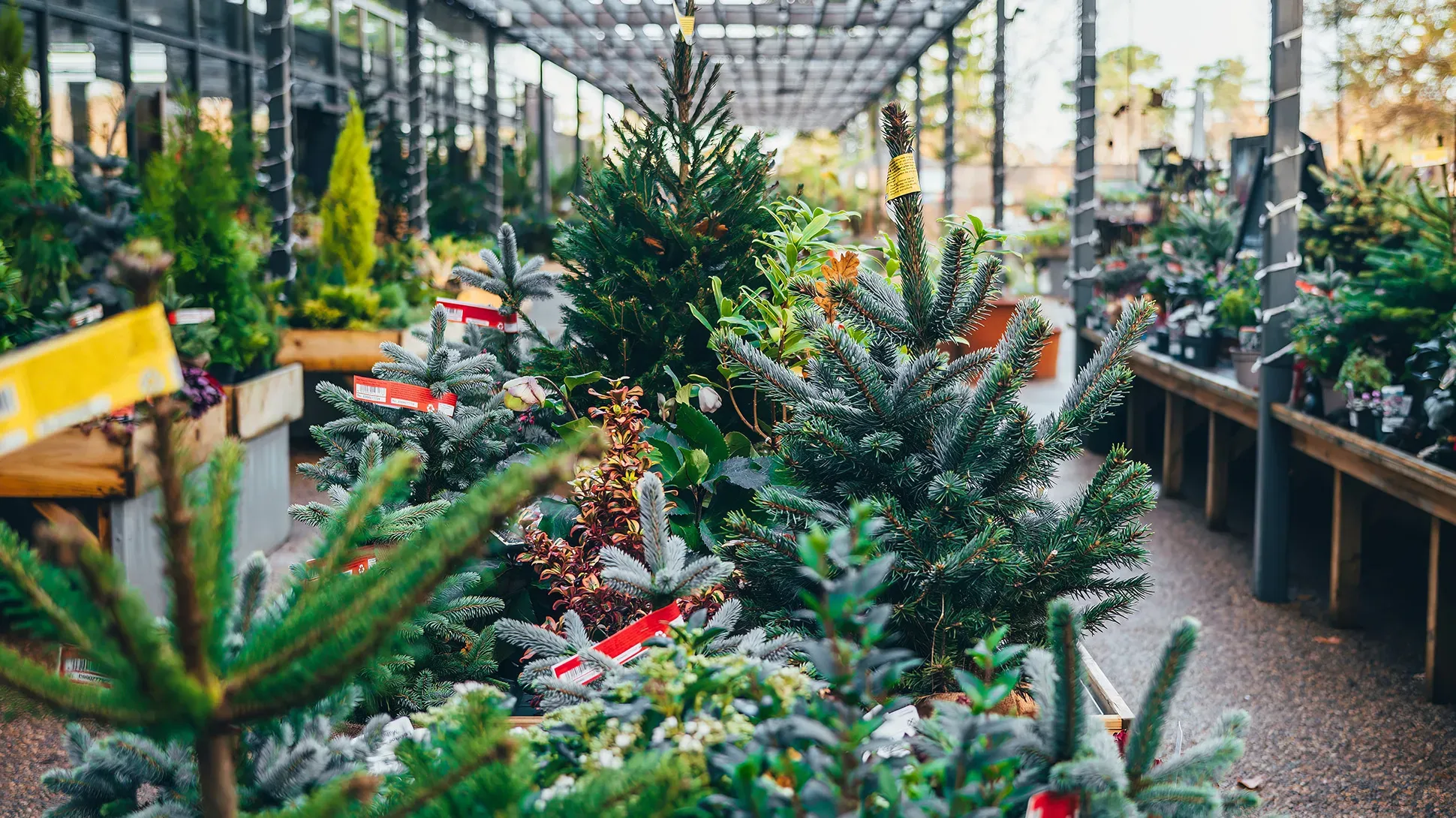 A selection of christmas trees for sale at the Plant Centre