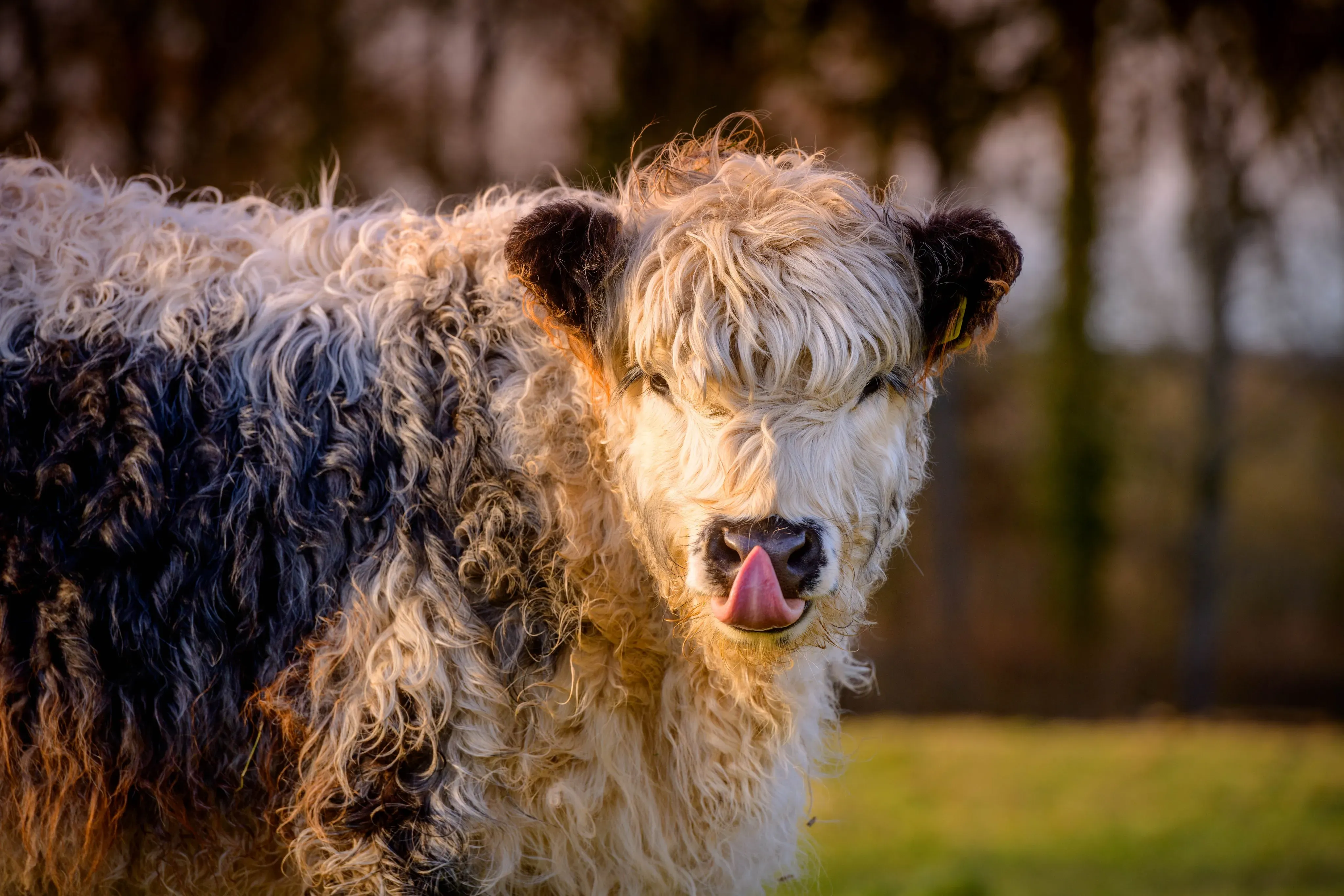 Cows at Wakehurst