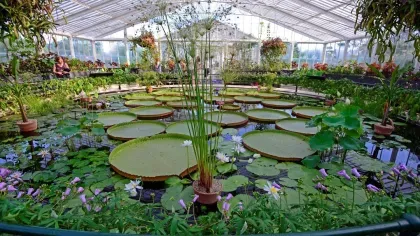 A large pond full of plant life including large green waterlilies, in a glasshouse