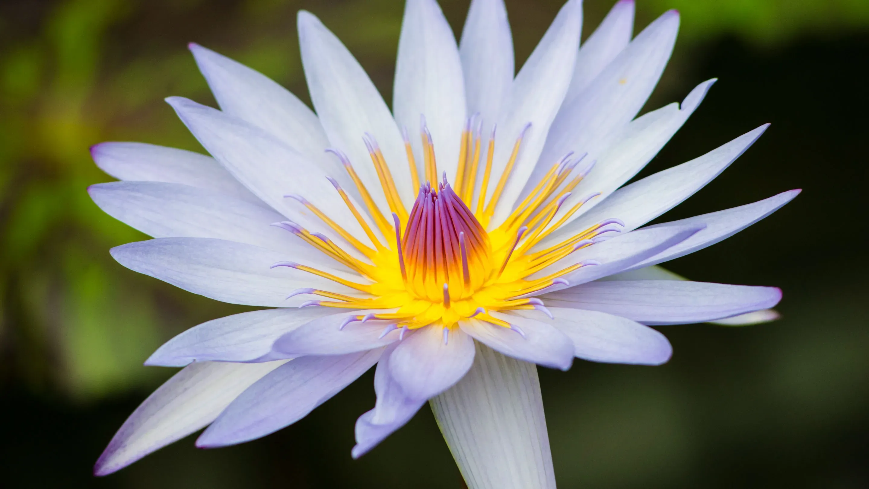 Close-up of a waterlily flower, Nymphaea 'Carlos Magdalena' 