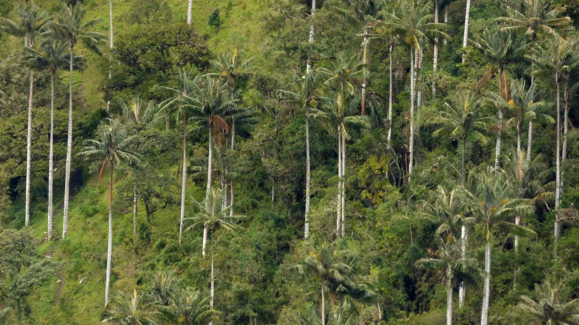 A collection of tall palm trees growing on a green hill