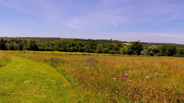 Coronation meadow 