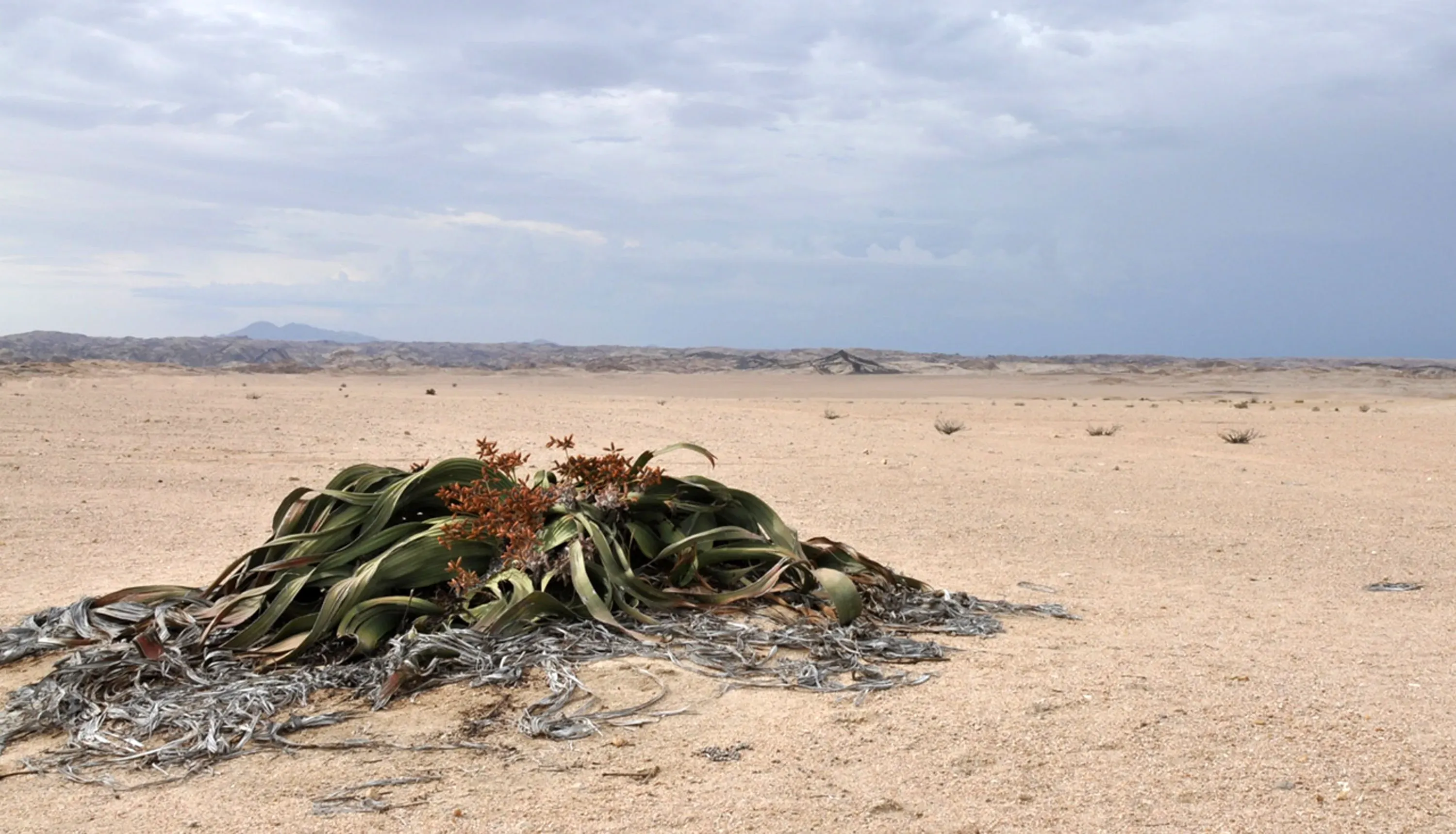 A welwitschia mirabilis with large green strap like leaves in a desert environment